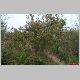 lonicera tatarica.jpg